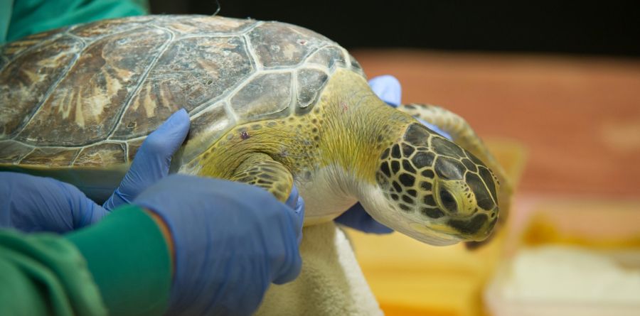 Georgia Sea Turtle Center - Rescue Turtle Rehabilitation